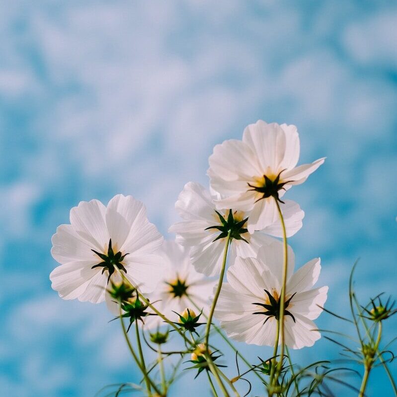 white petaled flowers during day