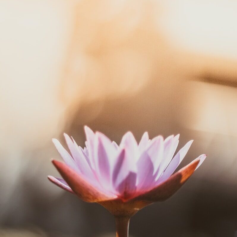 shallow focus photography of purple flower