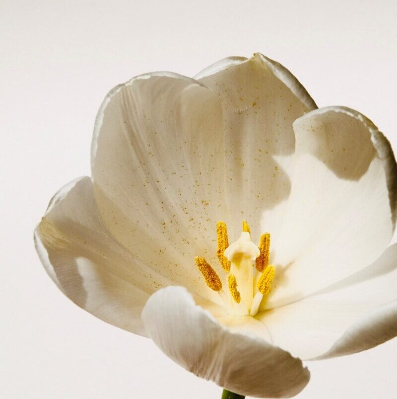 white and yellow flower in close up photography
