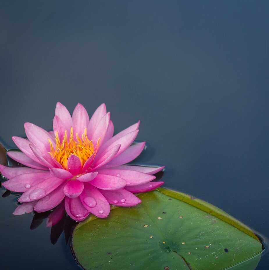 pink lotus flower on body of water
